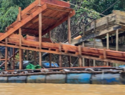 Pindahkan Hampir 400 Kg Emas Ilegal ke Tempat Aman AS Raja Emas Ilegal Baru Terendus Aparat