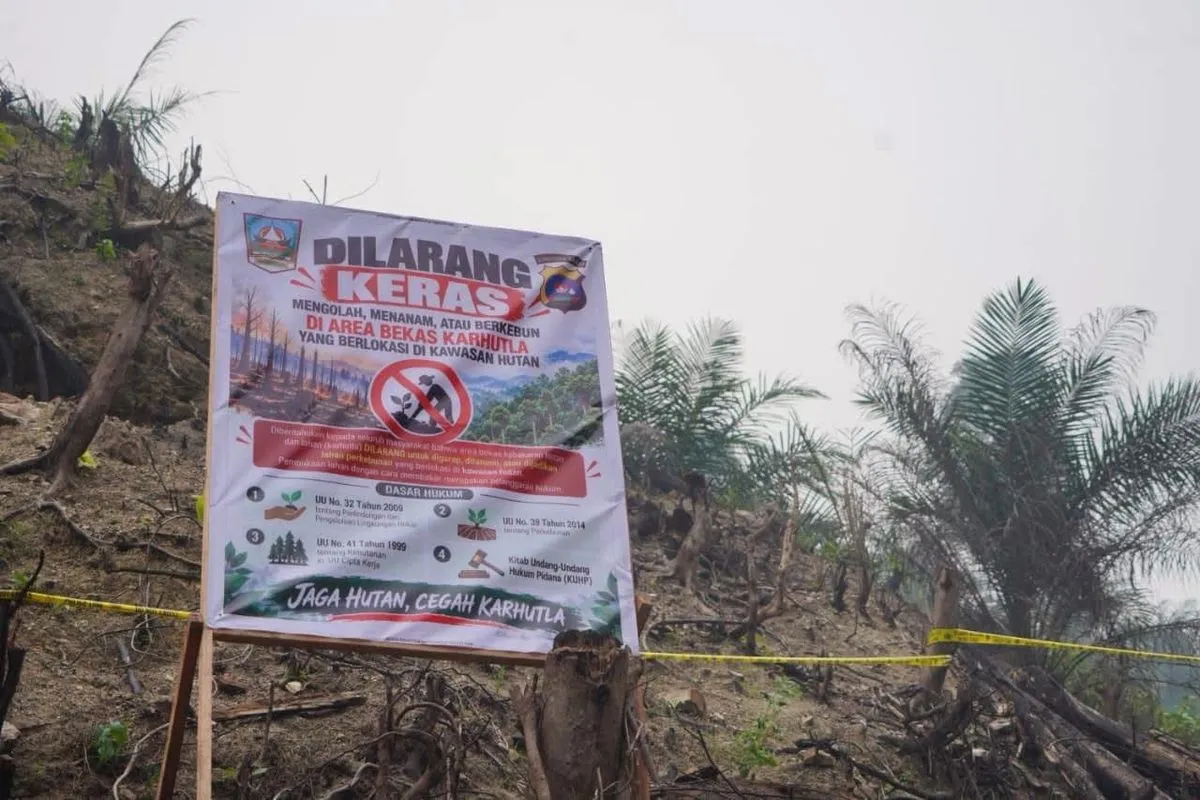 Bukit Lantak Dharmasraya Heboh, Sawit Tumbuh di Bekas Hangus