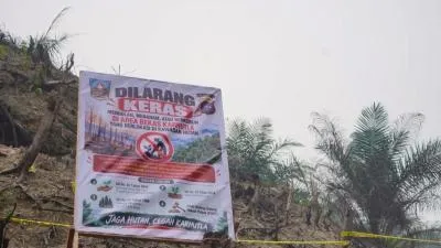 Bukit Lantak Dharmasraya Heboh, Sawit Tumbuh di Bekas Hangus