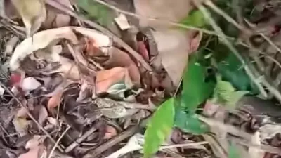 Kerangka Manusia Tahura Wan Abdul Rachman Bikin Geger