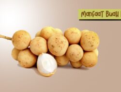 Ini Lima Manfaat Buah Duku Bagi Kesehatan